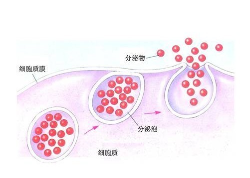 胞吐作用(分子生物学)