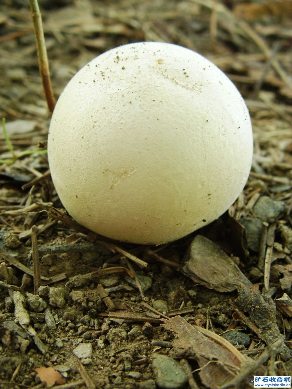 灰包(医药|中医学与中药学)