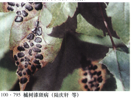 槭树漆斑病 (疾病)