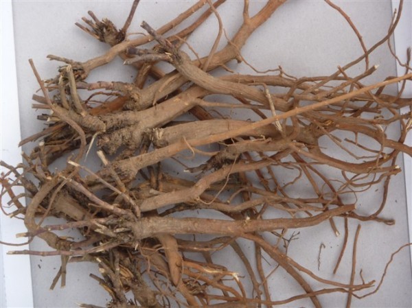 狭叶柴胡 (植物)