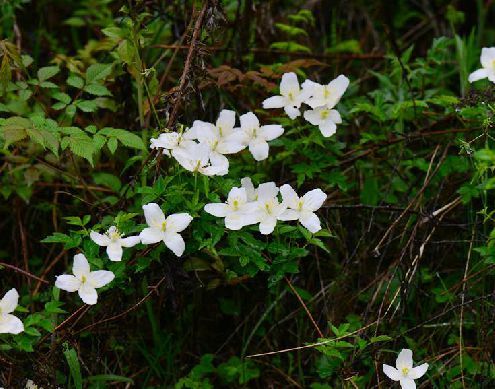 薄叶铁线莲 (植物)
