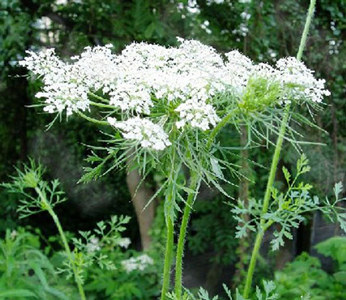 老公银的幼苗和老鸹筋的茎发红,无臭味;而老公银的臭味很大,叶和根都