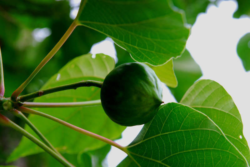 油桐的拼音 360搜索