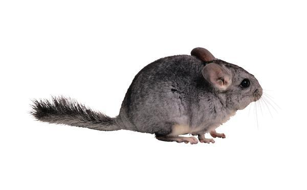 【鼠科动物】领域_百科_技点网