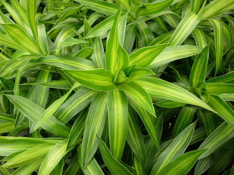 百合竹(植物)百合竹(學名:dracaena reflexa)常綠灌木,宿根性,葉片