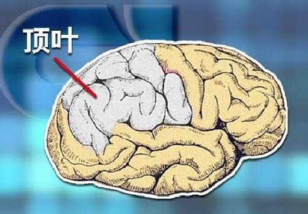 大脑顶叶在背外侧面,其前方以中央沟为界,下方以大脑外侧裂为界,后方