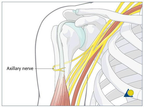 腋神经 (神经生物学)