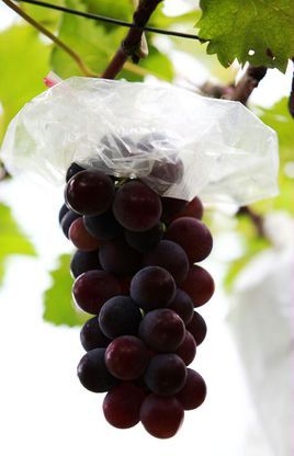 大石葡萄(食谱)