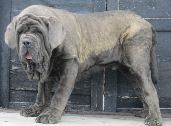 与其他品种的獒犬类似,都有非常大的头.