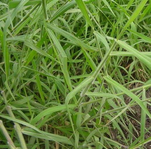 stapf )是禾本科,臂形草属多年生草本植物,高可达2.5米.