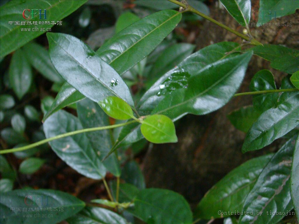假巴戟(植物)假巴戟,是巴戟天属藤本植物;根略不定位肠状缢缩,多少具