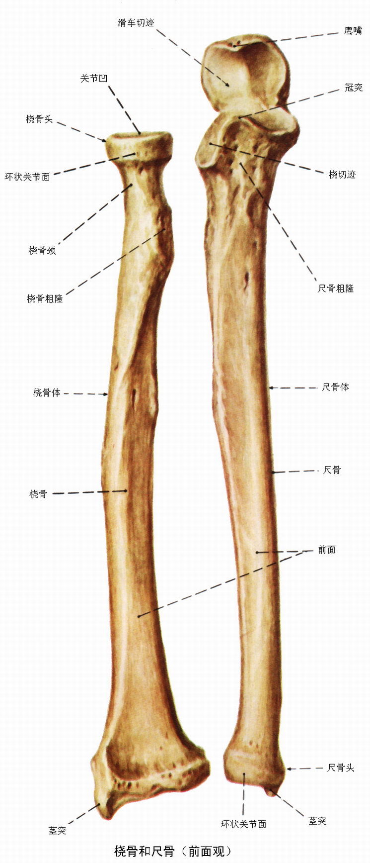 右桡骨位置图片