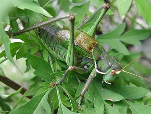 蝈螽属(其他生物相关)