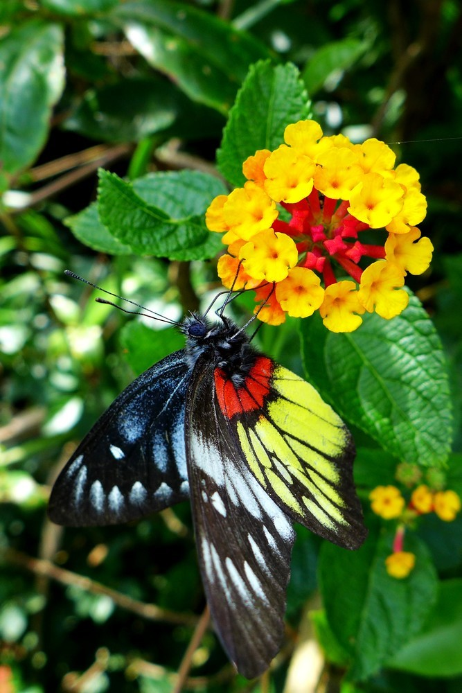 报喜斑粉蝶 (动物)