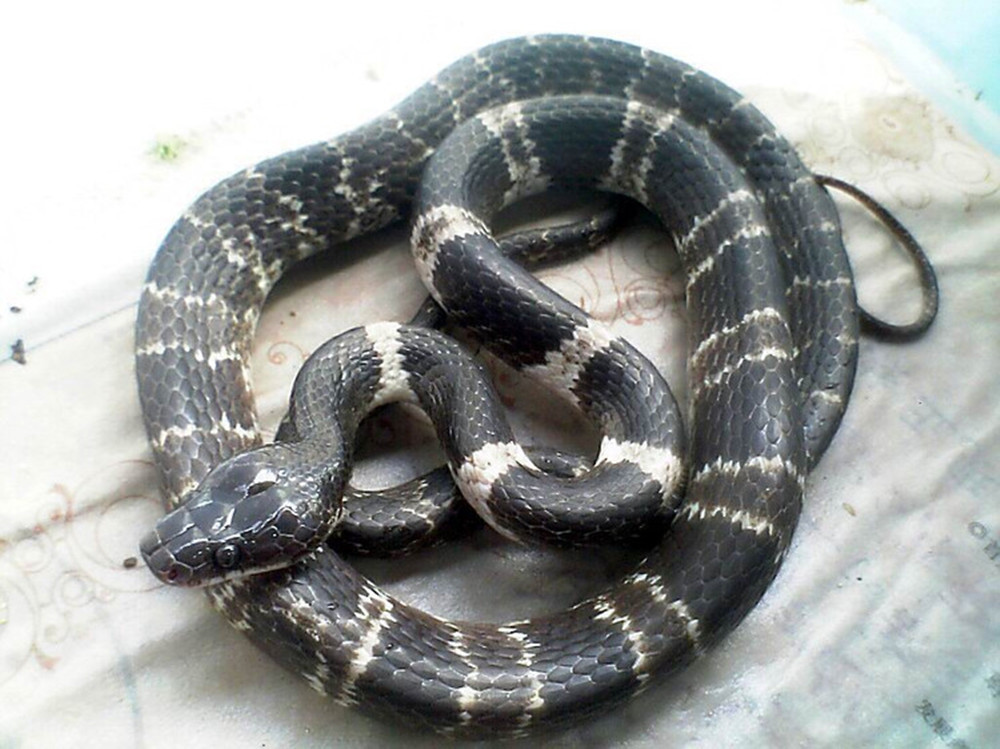银环蛇和黑白王蛇图片