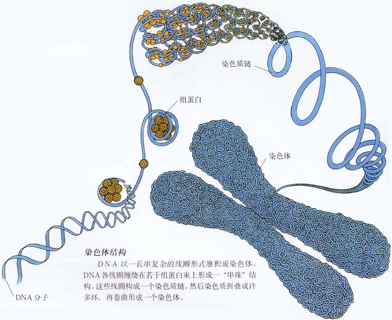染色体粘土模型图片