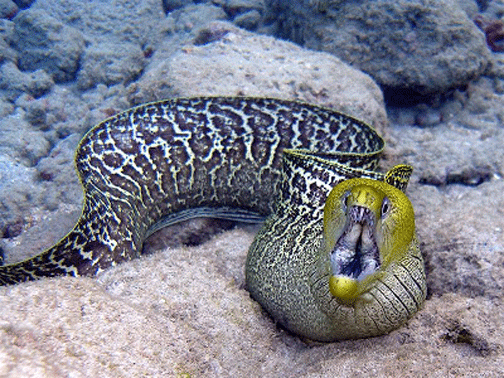 鯙科(动物)鯙科(学名:muraenidae)为辐鳍鱼纲鳗鲡目的其中一个科.