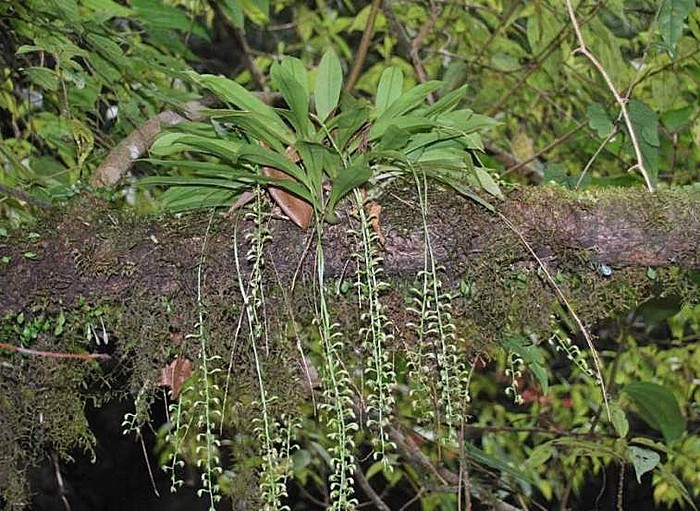 附生兰植物