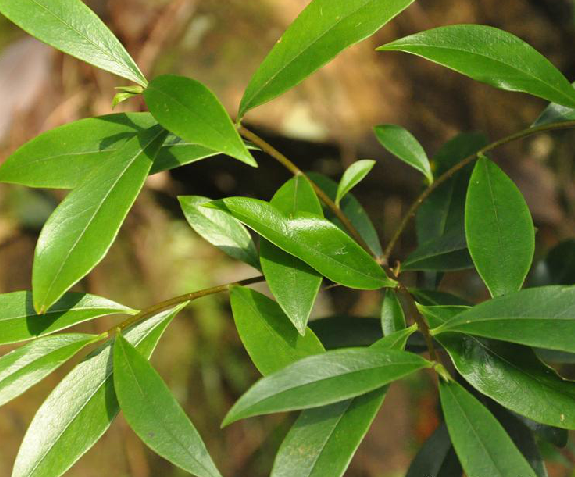 铁牛皮 (植物)
