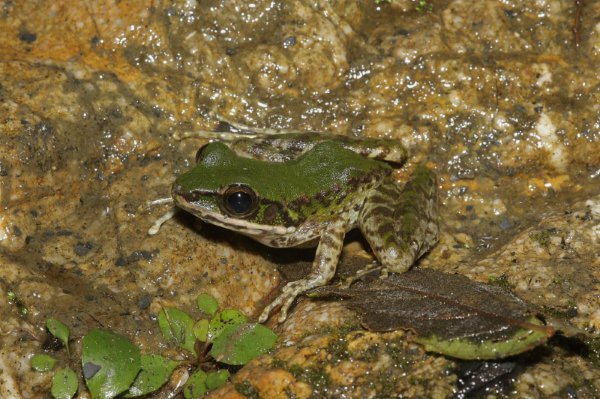 大头蛙(其他生物学相关)