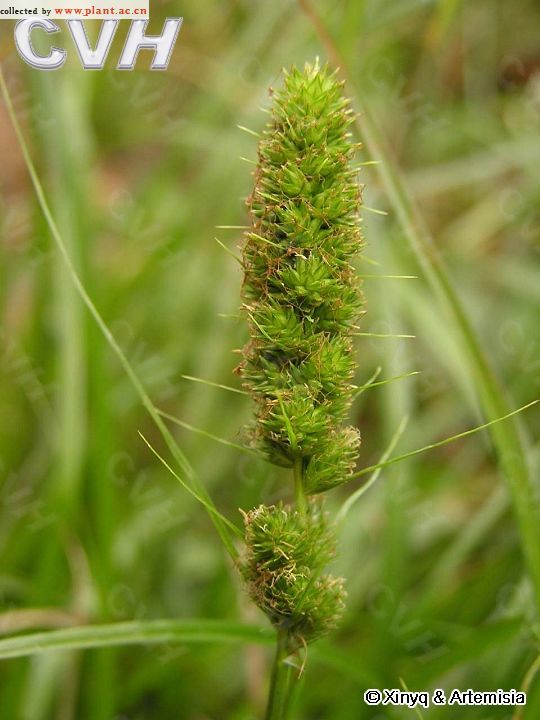 5毫米的小坚果呈倒卵状三棱形