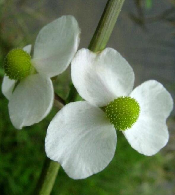 野慈姑(植物)