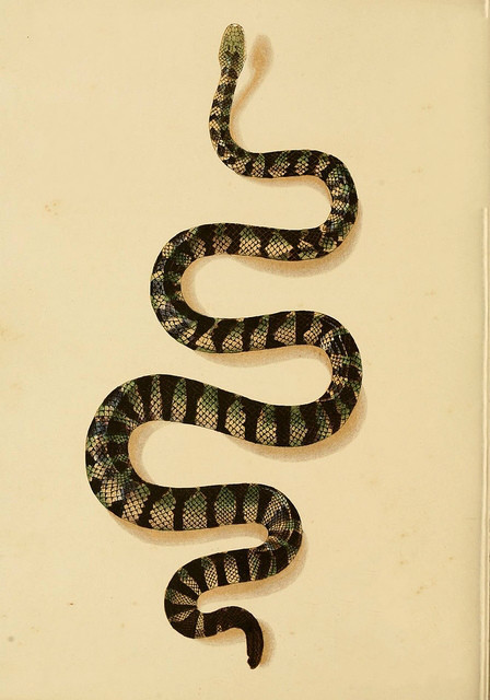 青环海蛇 (其他生物相关)