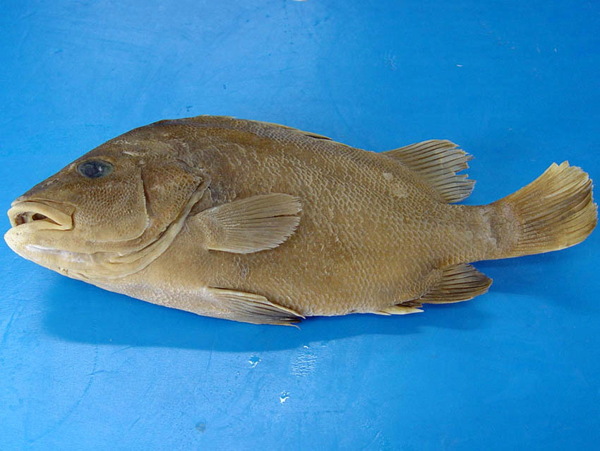 黑鳍髭鲷 (动物)