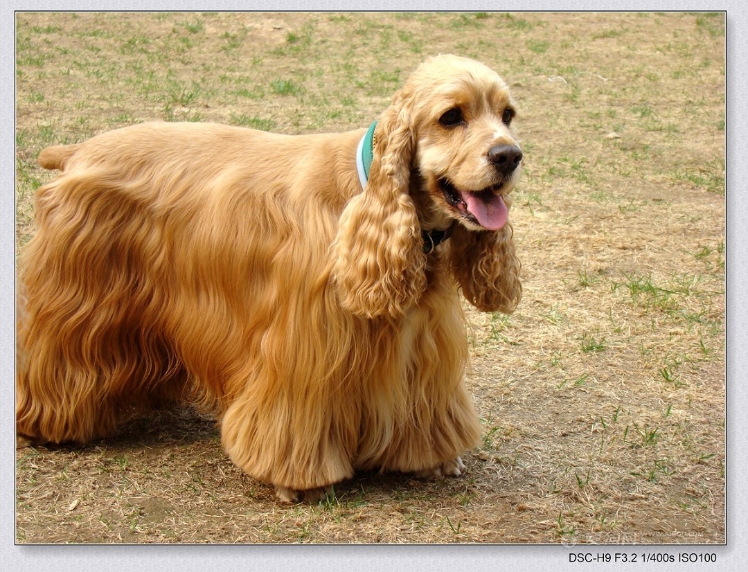 美国可卡猎鹬犬(动物)