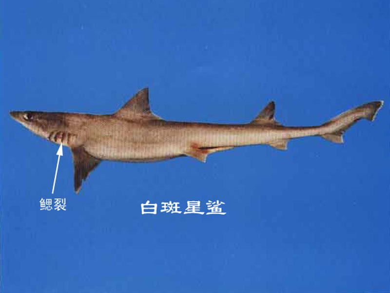 软骨硬鳞鱼类其他生物相关