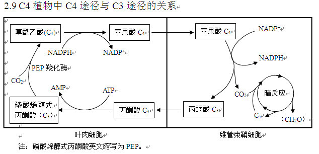 C4途径示意图图片