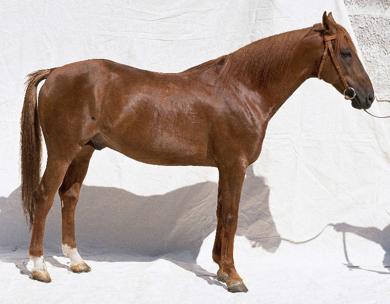 希尔马希尔马(shire)领域提 交马科