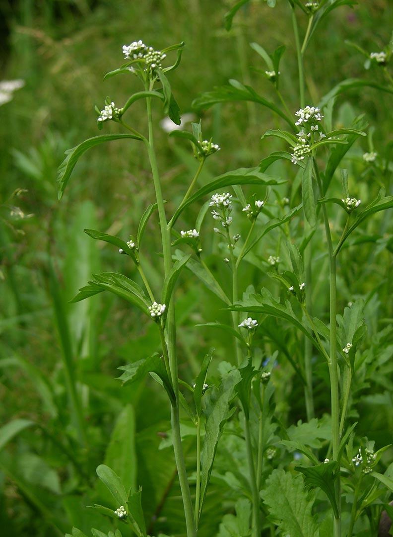 硬毛葶苈 (生物进化论)