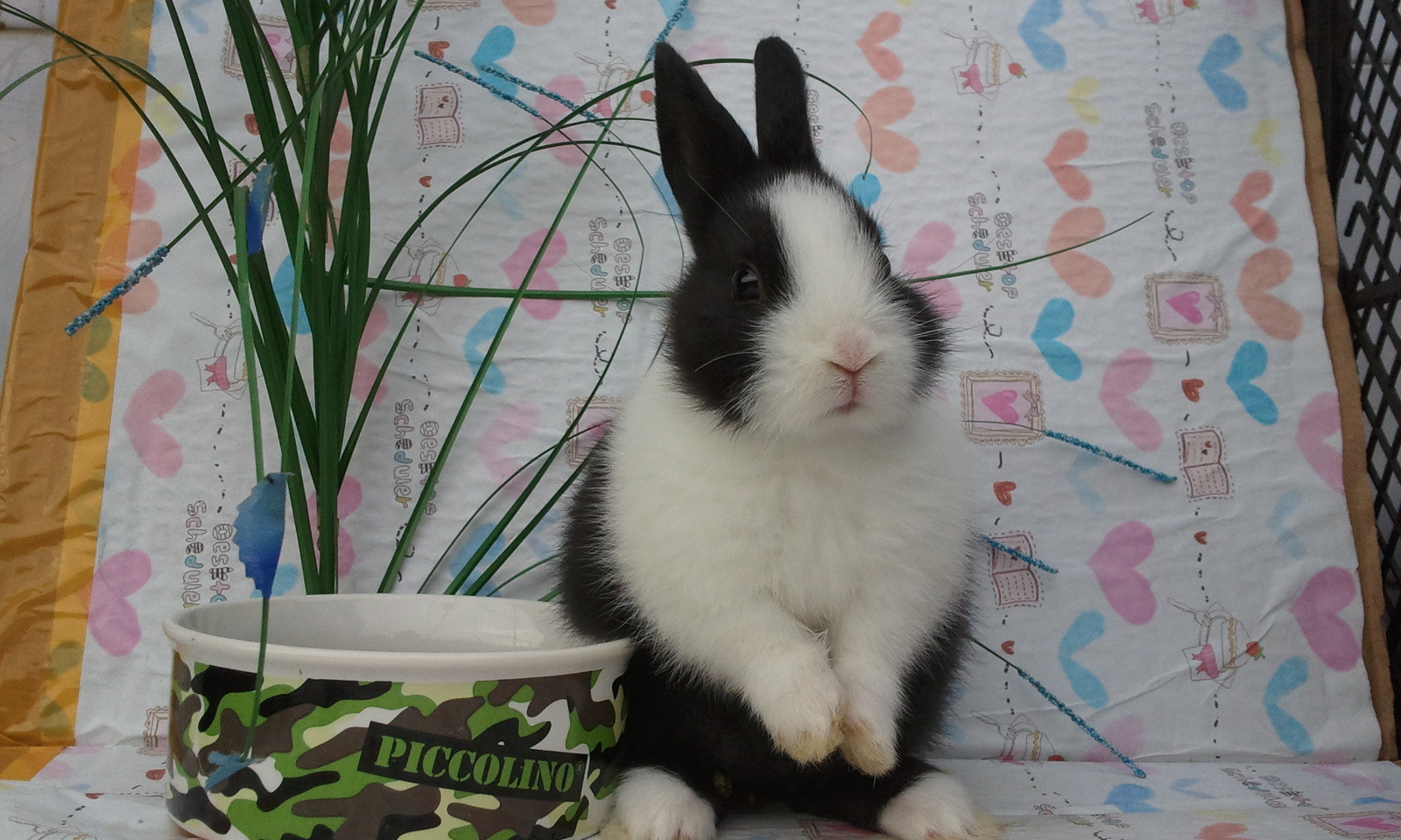 5-5.5磅,是中型兔中较娇小的品种.