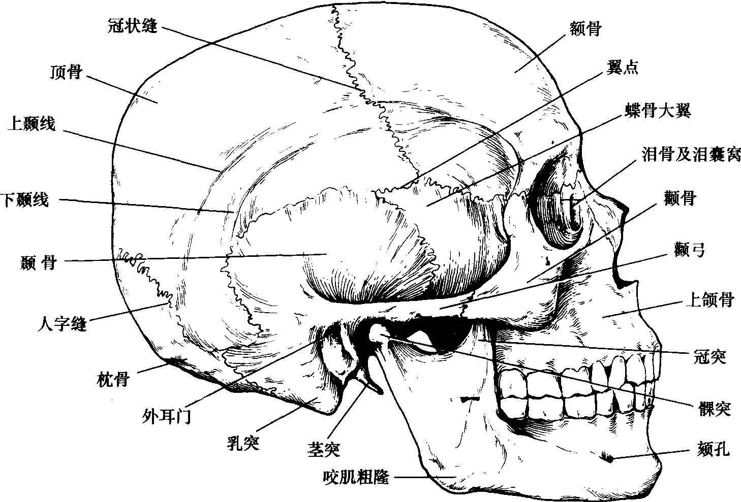 颅骨前面观解剖图图片