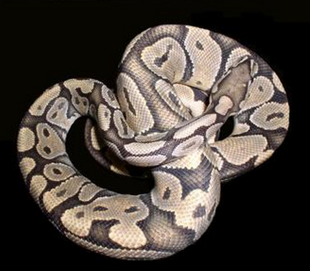 蚺亚科包括蚺和沙蟒,二者有时也进一步分成两个亚科.