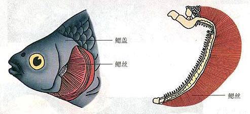 鱼鳃长什么样子图片图片