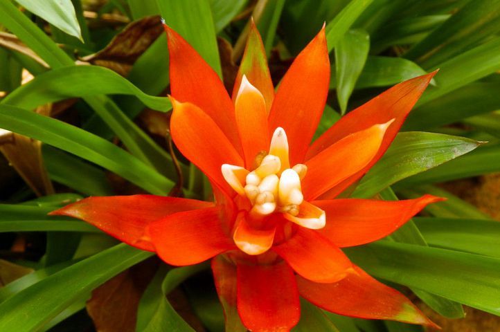 五彩红星 (植物)