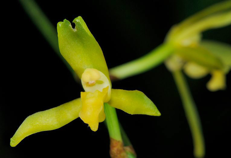 窄唇蜘蛛兰 (植物)