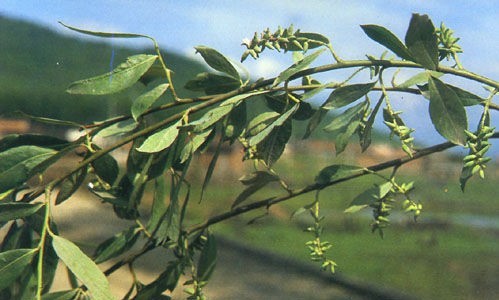 钻天柳(植物)