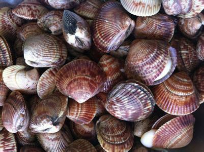 鸟贝(其他生物相关)