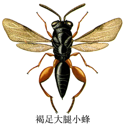 中文名:褐足大腿小蜂领域提 交蜜蜂昆虫纲生物动物节肢动物词条 主页
