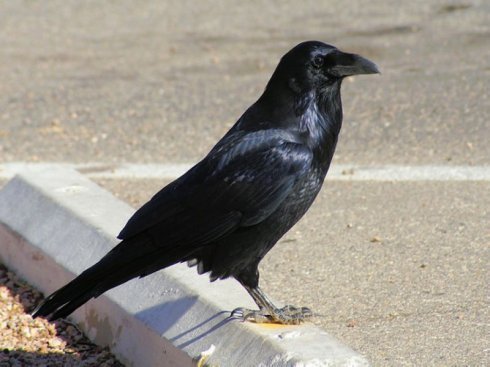 渡鸦北美亚种 (动物)