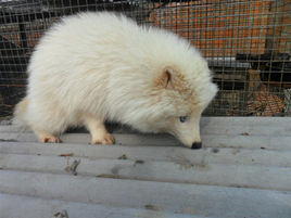 身体所有部位的针毛,绒毛均为纯白色.
