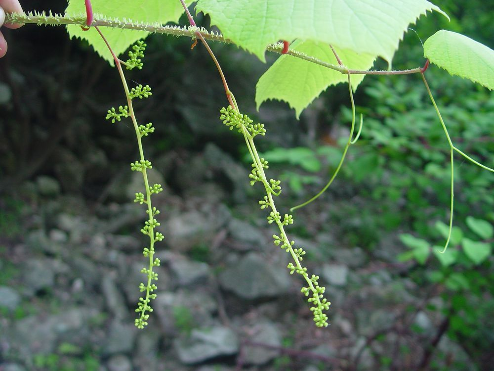 刺葡萄根(植物)