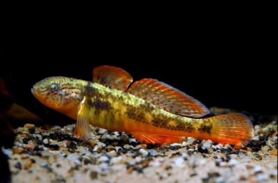 侧扁黄黝鱼(动物)_技点百科