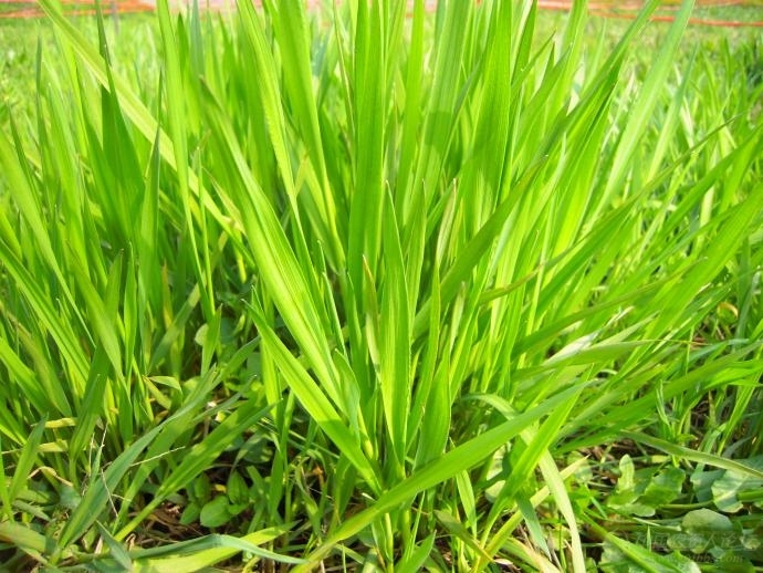 禾本科杂草(植物)禾本科杂草是水田和旱田的主要杂草,胚有一个子叶