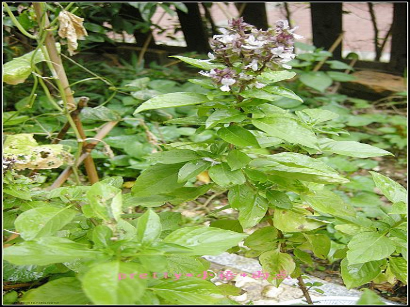 香花草 (植物)