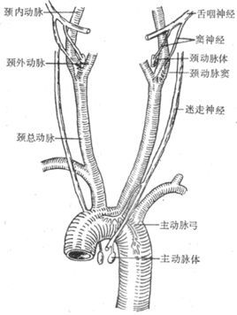 化学感受器分子生物学