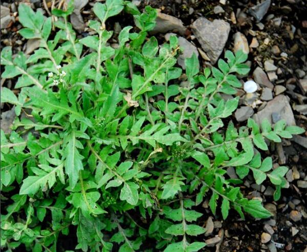 十字花科荠属一年生或二年生草本植物,高可达50厘米,茎直立,基生叶